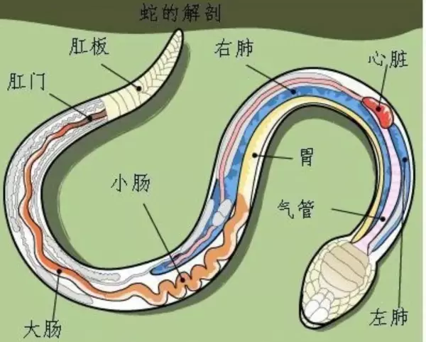 七寸是多大多少厘米(2)