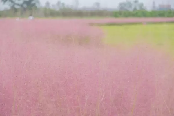 川西红枫岭最佳时间(10)