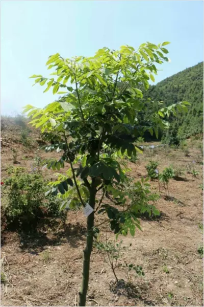 花榈木和红豆树的区别(1)