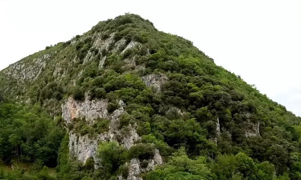 黄花梨多少钱一斤最新价格(7)