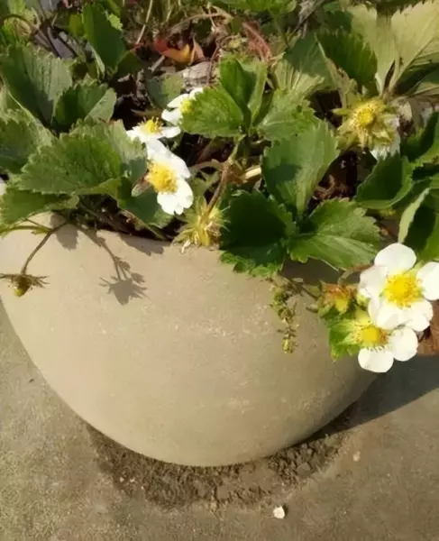 水泥花盆制作方法大全(1)