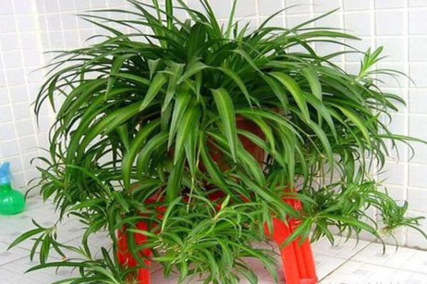 净化空气吸甲醛最好的植物排名.