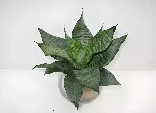 银脉虎尾兰和银脉虎皮兰什么区别(3)