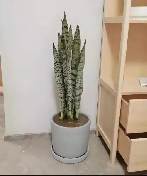 银脉虎尾兰和银脉虎皮兰什么区别(8)