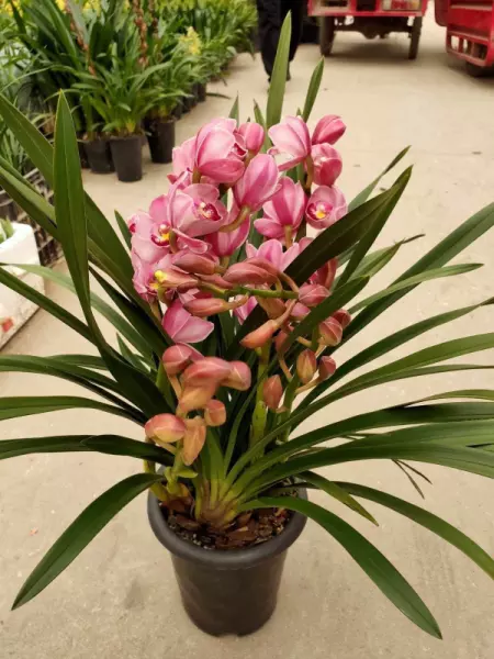 大花惠兰家庭怎么养才能开花(4)