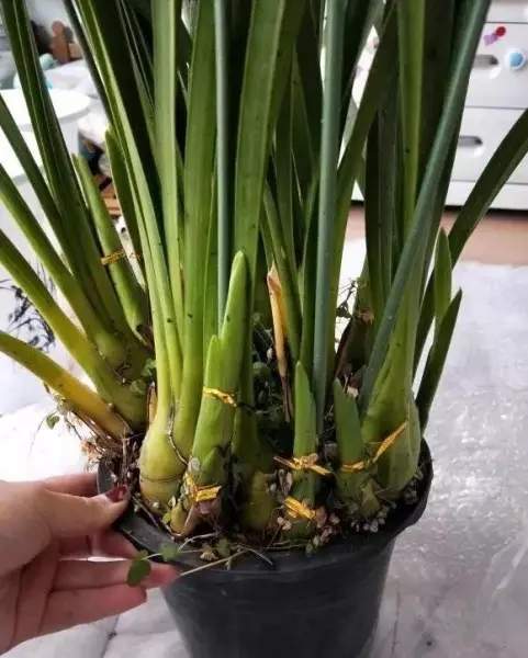 大花惠兰家庭怎么养才能开花(6)