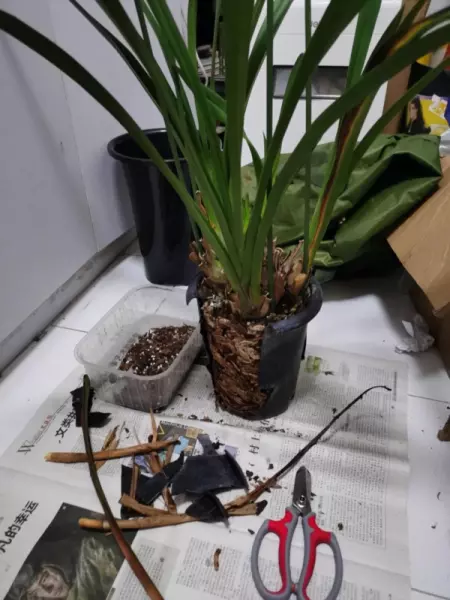 大花惠兰家庭怎么养才能开花(8)