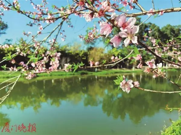 大叶榕属于乔木还是灌木(3)