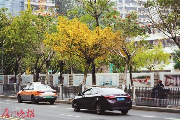 大叶榕属于乔木还是灌木.