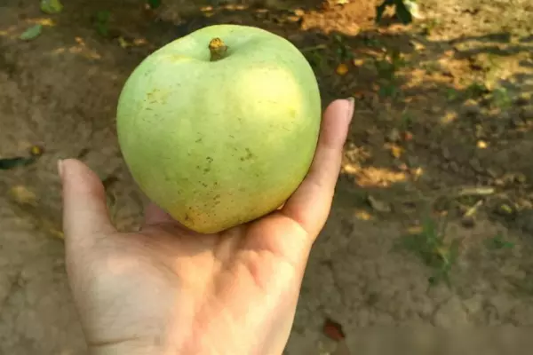 印度青苹果和王林苹果的区别(1)