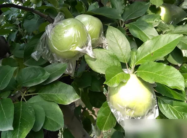 印度青苹果和王林苹果的区别(3)