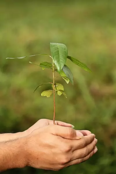 印度青苹果和王林苹果的区别(8)