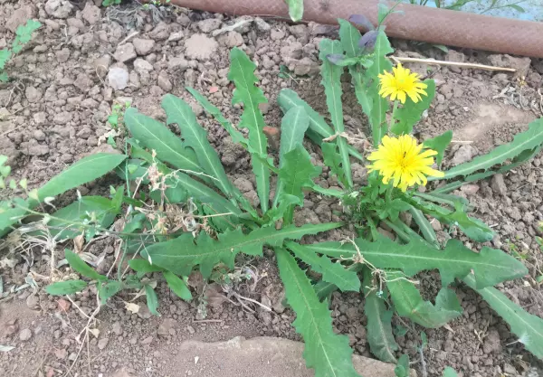 蒲公英怎么种植?什么时候种植?(1)