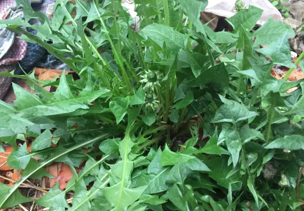 蒲公英怎么种植?什么时候种植?(2)