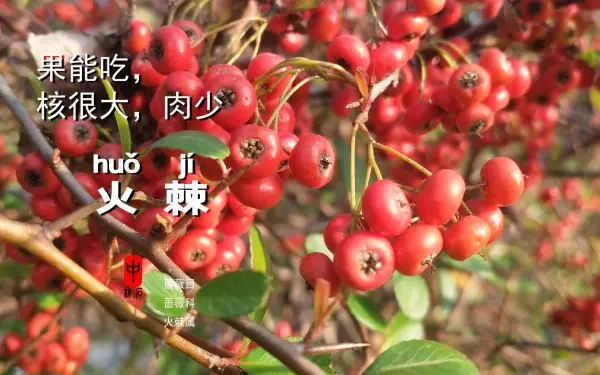 地被火棘叶子颜色是什么颜色(4)