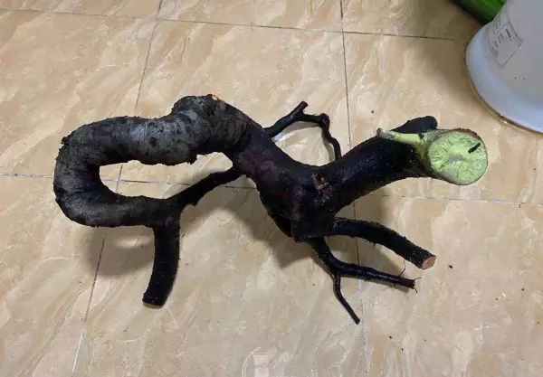 地被火棘叶子颜色是什么颜色(5)