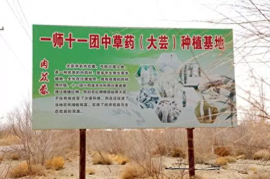 红柳种植经济效益如何(1)