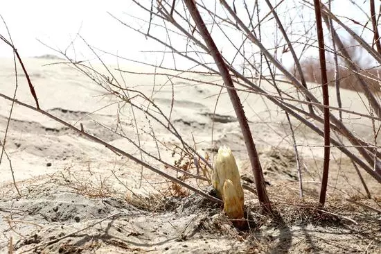 红柳种植经济效益如何(3)