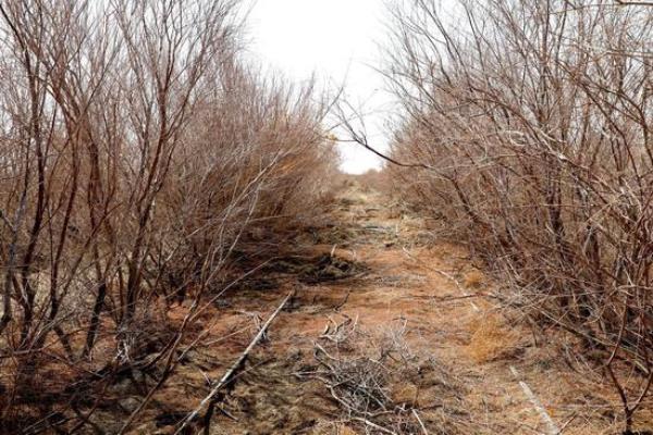 红柳种植经济效益如何.