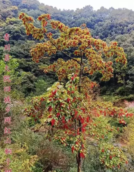 奇真异玩的意思(8)