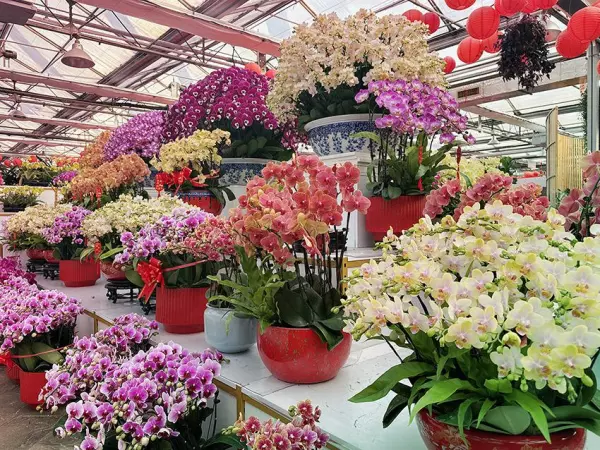 玉泉营花乡花卉市场营业时间(1)