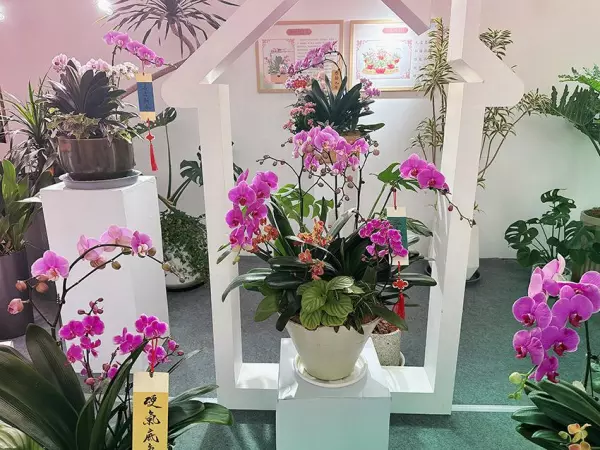玉泉营花乡花卉市场营业时间(2)