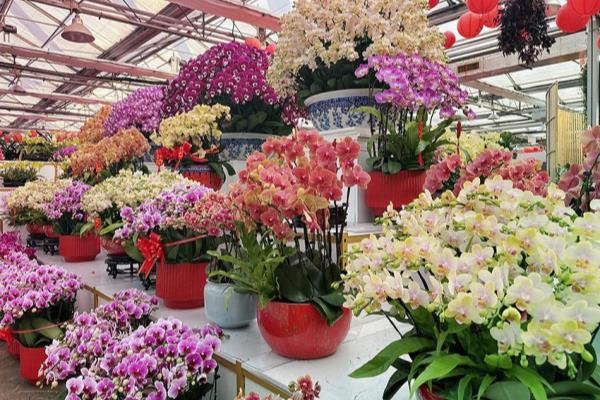 玉泉营花乡花卉市场营业时间.