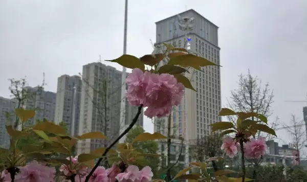 高岭国际商贸城属于哪个街道(1)