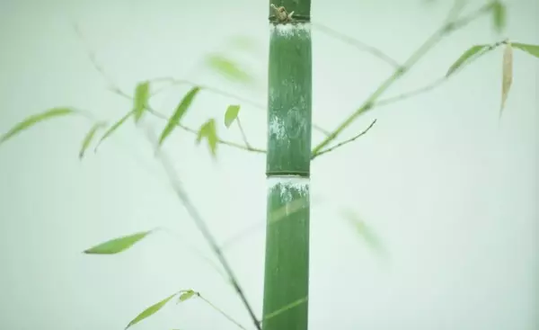 南冠客思深中的南冠指的是什么(4)