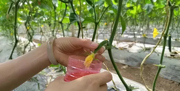 生态门厂家黄瓜坐不住果怎么办(2)