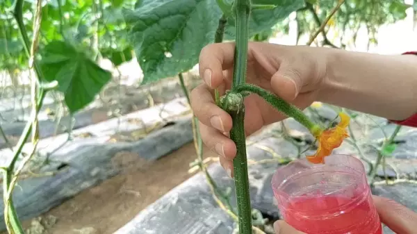 生态门厂家黄瓜坐不住果怎么办(3)