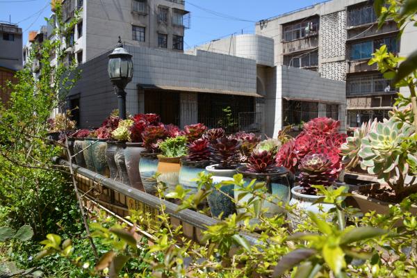麒麟花园属于哪个街道.