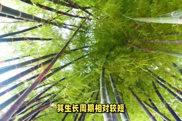南竹子怎么种、什么时候种.