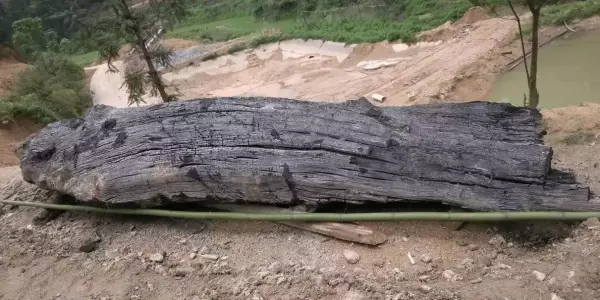 阴沉木是什么木头价值多少钱一斤(10)