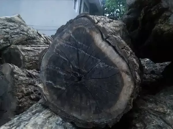 阴沉木是什么木头价值多少钱一斤(15)