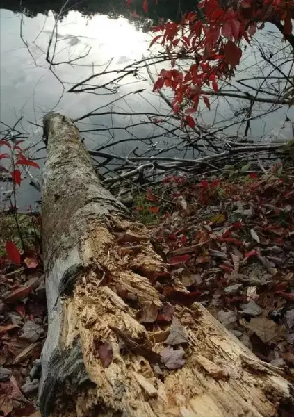 阴沉木是什么木头价值多少钱一斤(7)