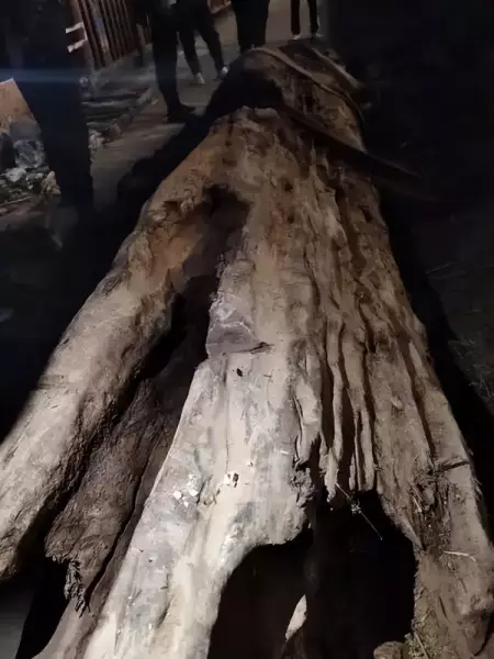 阴沉木是什么木头价值多少钱一斤(8)