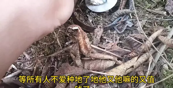 飞禽走兽影院大全(2)