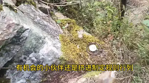 飞禽走兽影院大全(3)