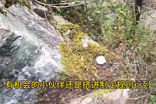 飞禽走兽影院大全.