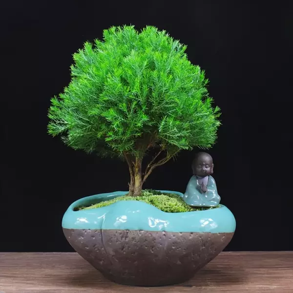 雾松盆景适合家里吗(1)