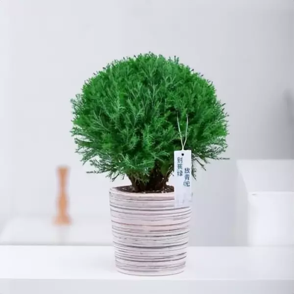 雾松盆景适合家里吗(2)