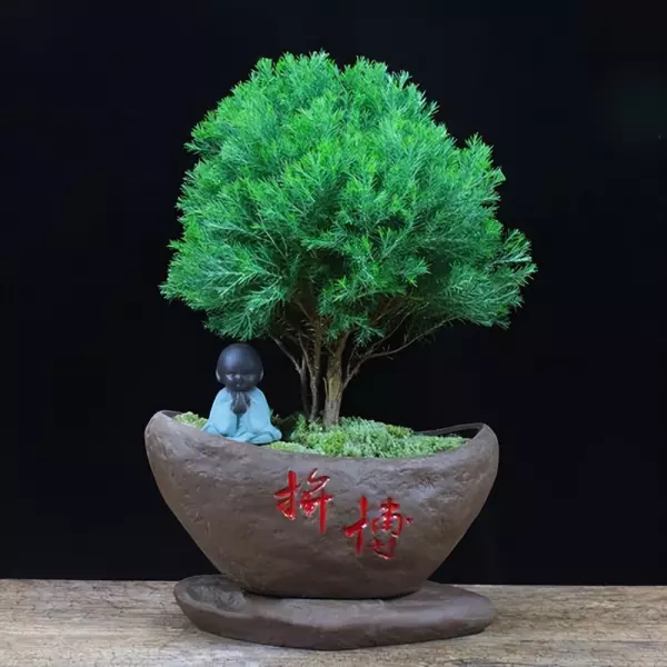 雾松盆景适合家里吗(3)