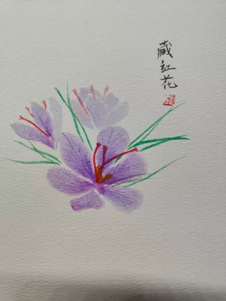 新疆红花和藏红花功效的区别(4)