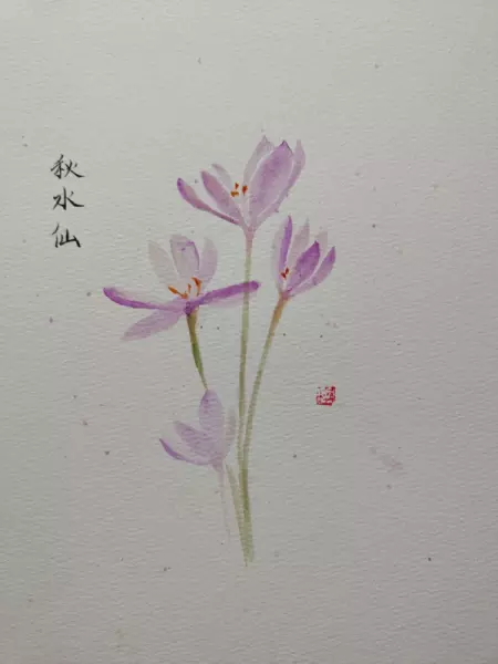 新疆红花和藏红花功效的区别(5)