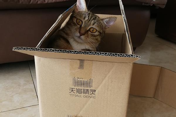 博联智能家居怎么连接wifi模块.