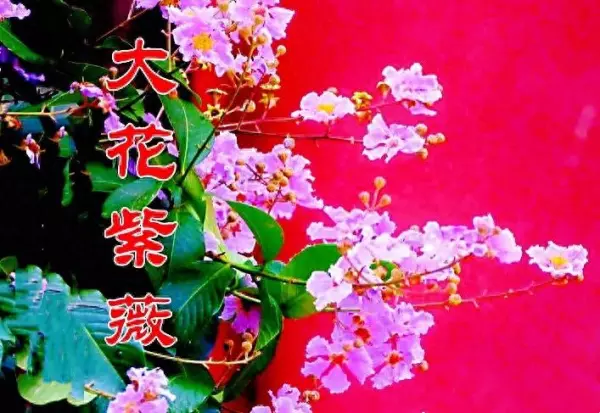 小叶紫薇是常绿还是落叶乔木(1)