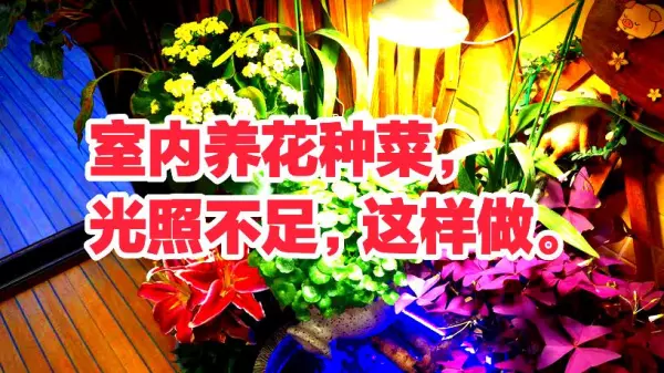 室内种植作物能用灯光代替阳光么(1)