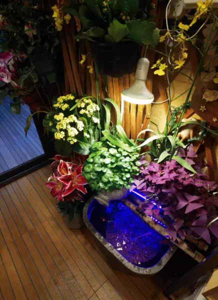 室内种植作物能用灯光代替阳光么(2)