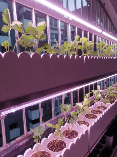 室内种植作物能用灯光代替阳光么(3)